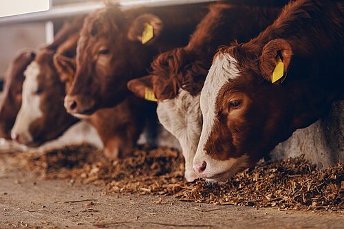 Cows eating in a shed